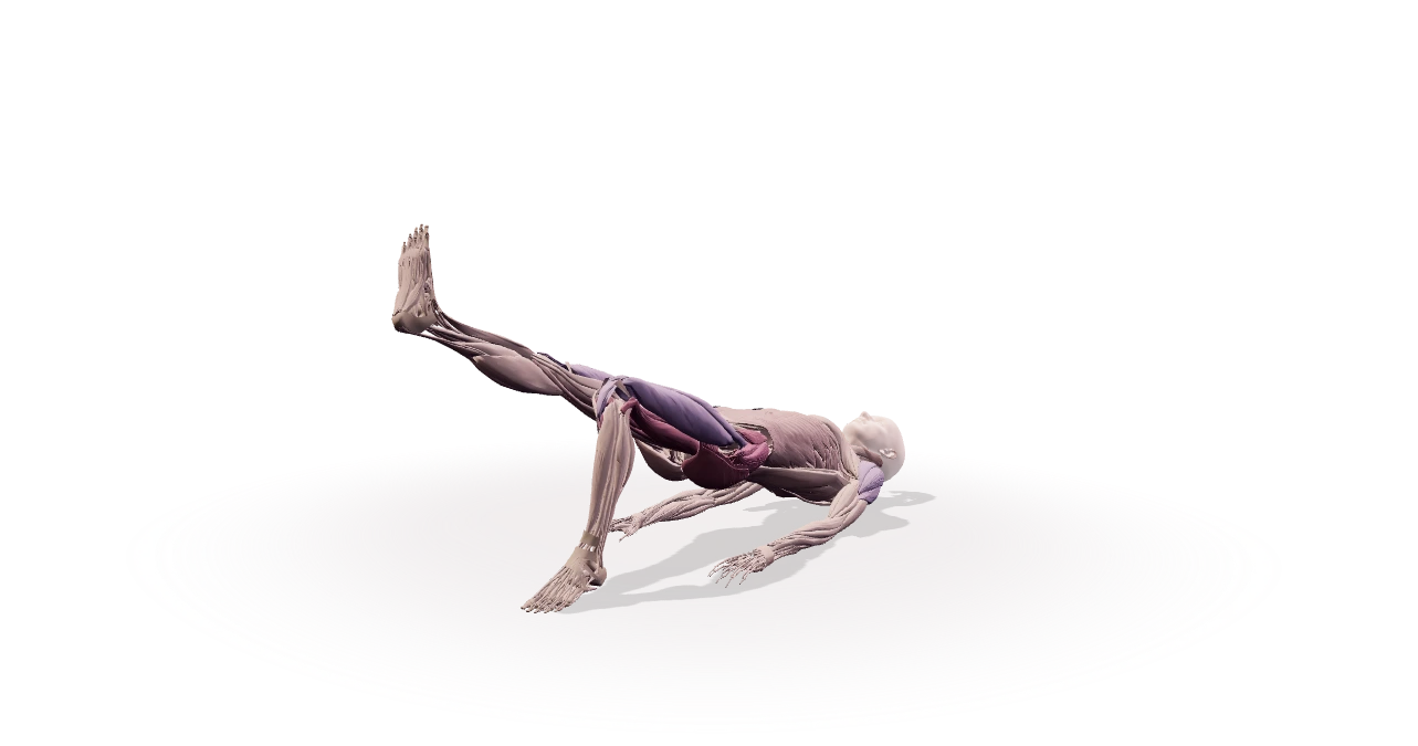 Single-leg bridge, anatomical demonstration